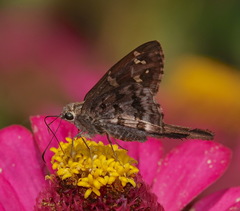 Thorybes dorantes dorantes