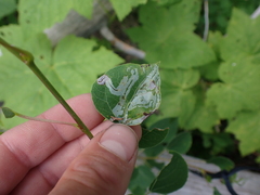 Phyllocnistis populiella