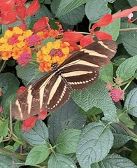 Heliconius charithonia vazquezae