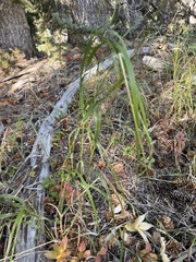 Calamagrostis stricta