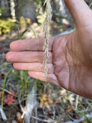 Calamagrostis stricta