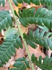 Dryopteris filix-mas