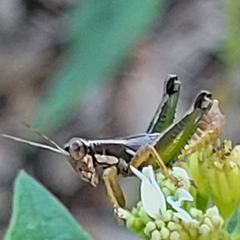 Phaedrotettix dumicola