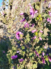 Malva arborea