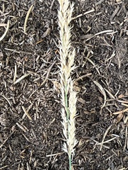 Calamagrostis stricta
