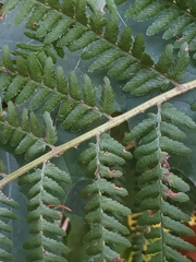 Dryopteris filix-mas