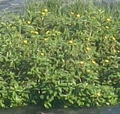 Ludwigia peploides