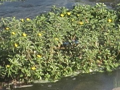 Ludwigia peploides