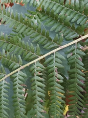 Dryopteris filix-mas
