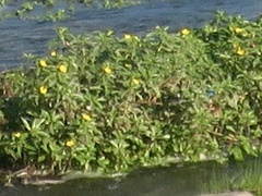 Ludwigia peploides