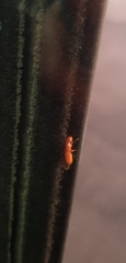 Camponotus