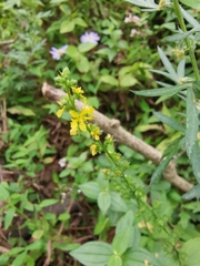 Agrimonia pilosa