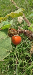 Solanum hirtum