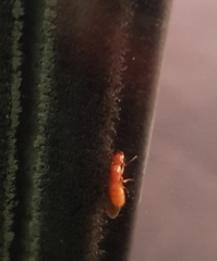 Camponotus