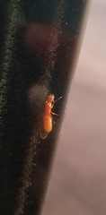 Camponotus