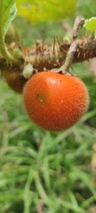 Solanum hirtum