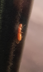 Camponotus