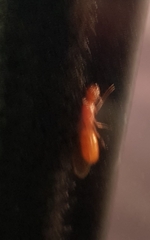 Camponotus