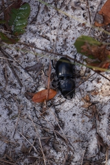 Pasimachus sublaevis