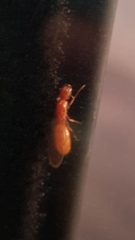 Camponotus