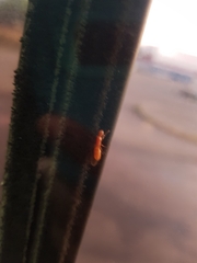 Camponotus
