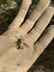 Scaptia