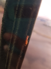 Camponotus