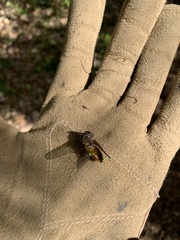 Scaptia