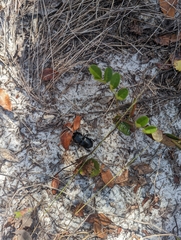 Pasimachus sublaevis