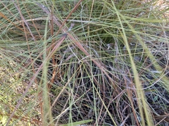 Aristida stricta
