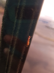 Camponotus