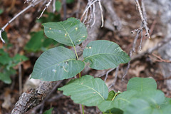 Toxicodendron rydbergii