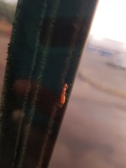 Camponotus