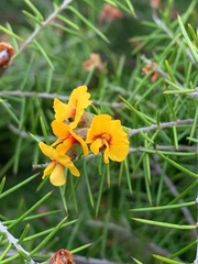 Dillwynia sieberi