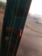 Camponotus