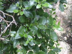 Ileostylus micranthus