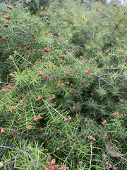 Dillwynia sieberi