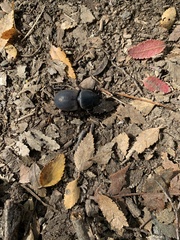 Apterodorcus bacchus