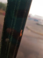 Camponotus