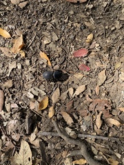 Apterodorcus bacchus