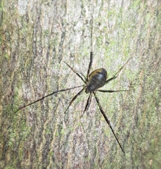 Oligolophus hanseni