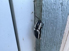 Chalcolepidius webbi