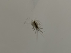 Thereuonema tuberculata