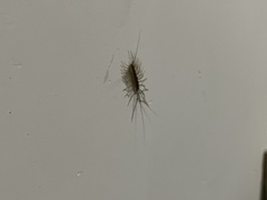 Thereuonema tuberculata