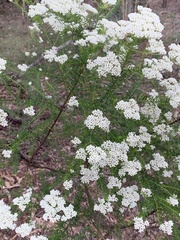 Ozothamnus diosmifolius