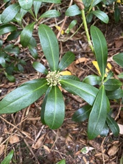 Skimmia