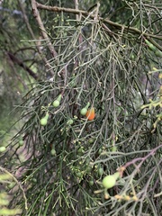 Exocarpos cupressiformis