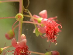 Barringtonia acutangula