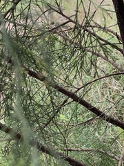 Exocarpos cupressiformis