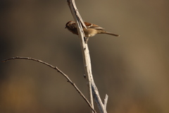 Spizelloides arborea